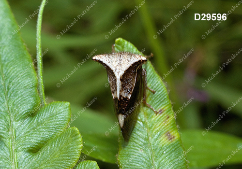 Two-horned Treehopper (Stictocephala diceros)